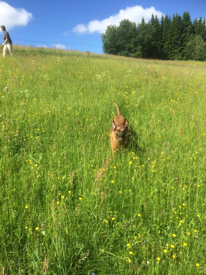 Ortmanns Eulennest Villa Finnentrop Eksteriør bilde